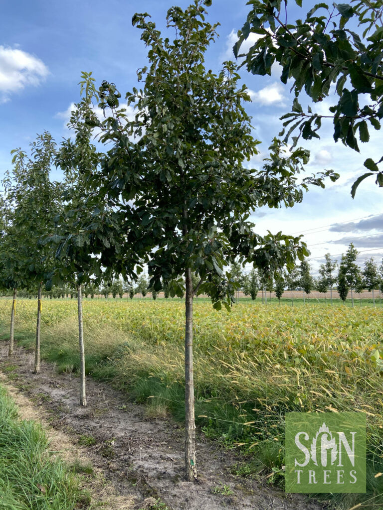 Quercus muehlenbergii - Spring Grove Nursery