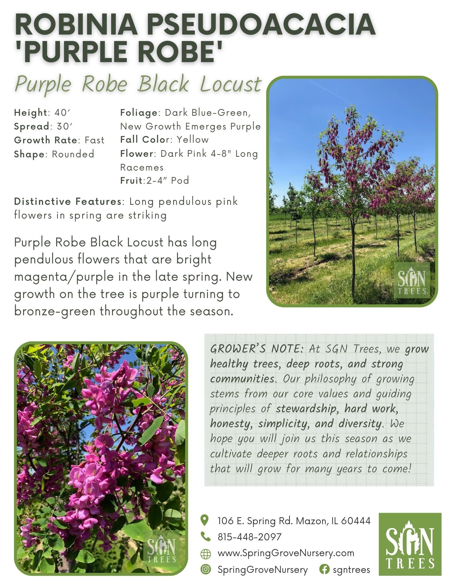 Robinia pseudoacacia 'Purple Robe' - Spring Grove Nursery
