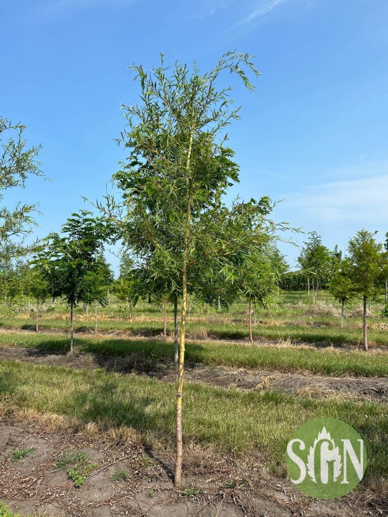 Salix Alba Tristis Spring Grove Nursery