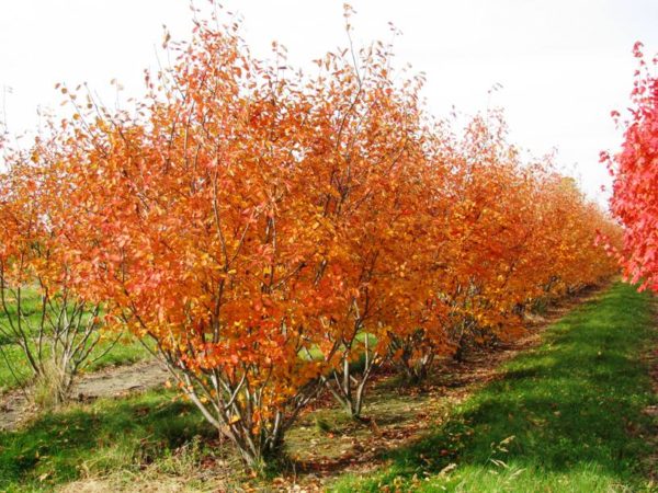 serviceberry autumn brilliance illinois tree form