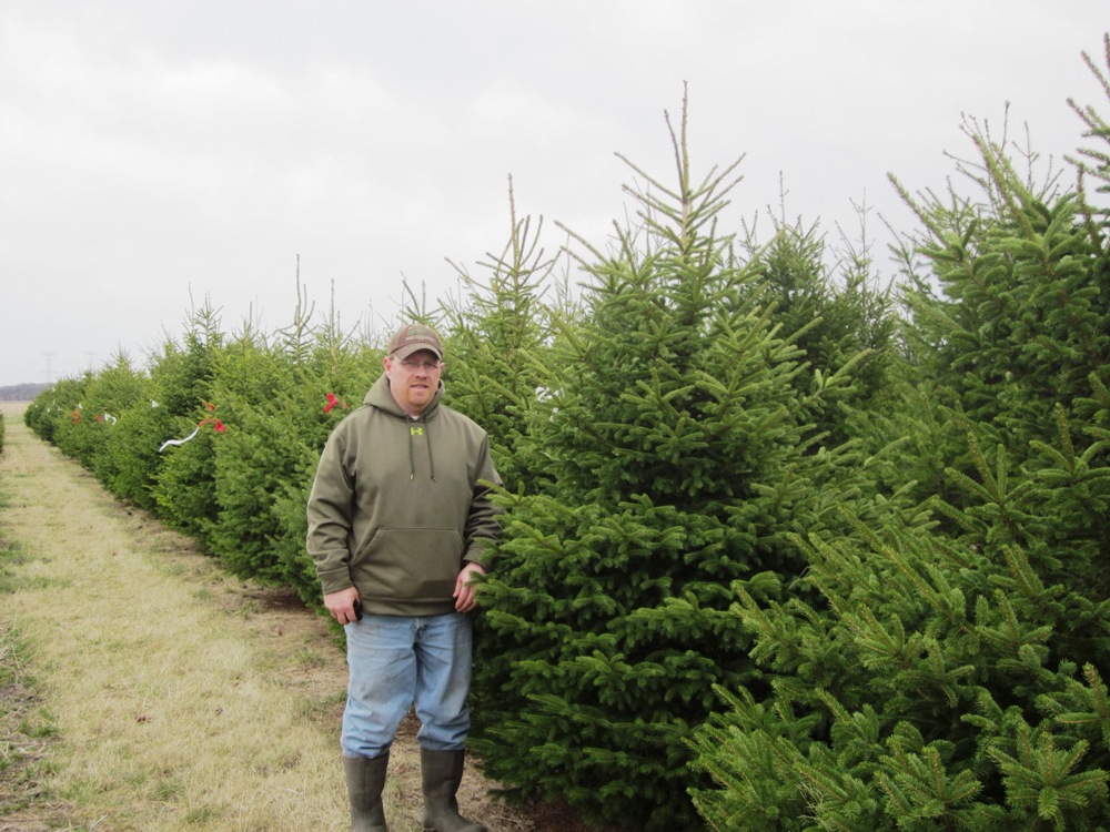 Picea glauca 'Densata' - Spring Grove Nursery