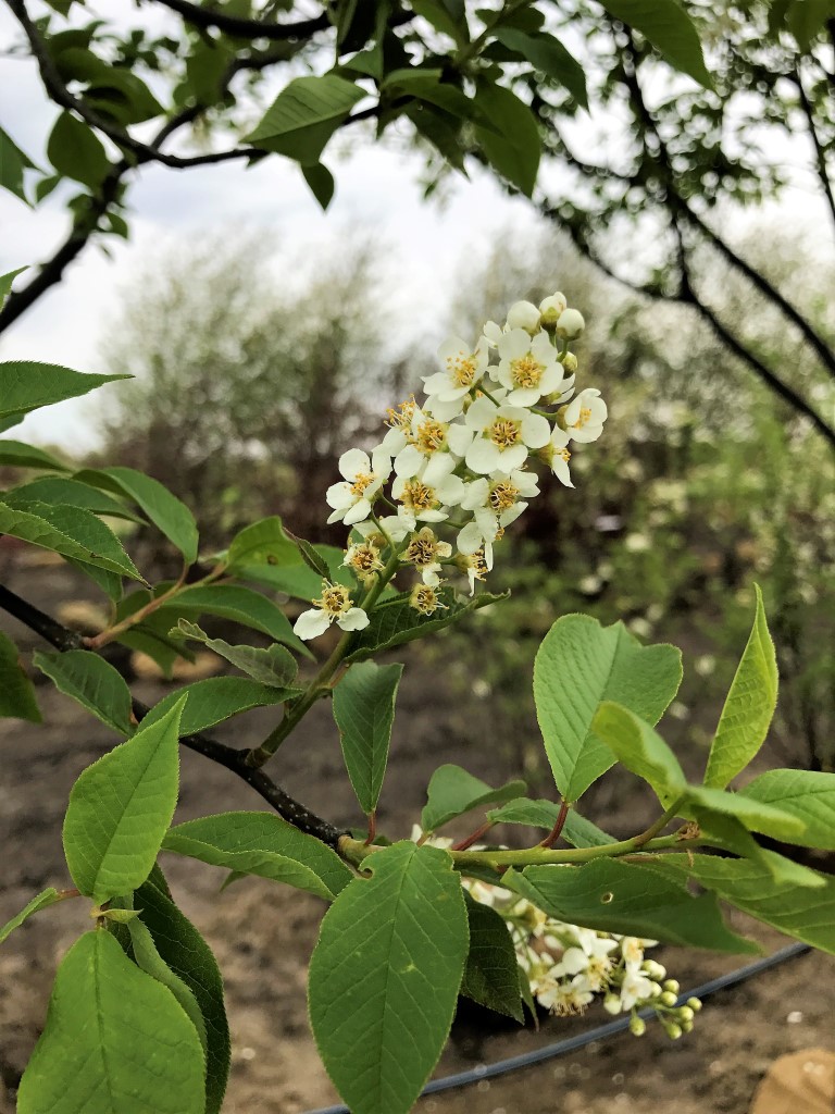 Prunus virginiana 'Canada Red' - Spring Grove Nursery