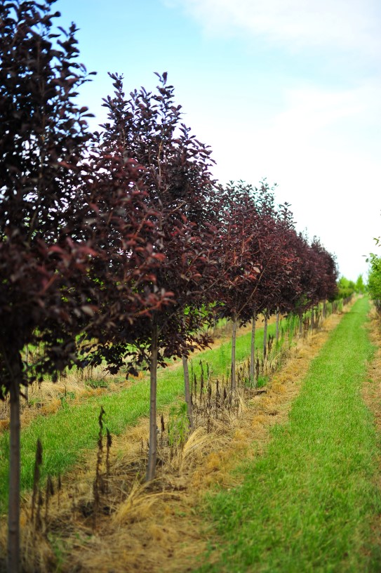 Prunus virginiana 'Canada Red' Spring Grove Nursery