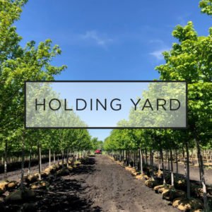Holding Yard