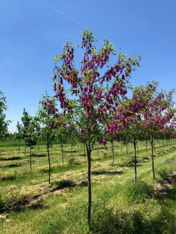 Robinia pseudoacacia 'Purple Robe' Spring Grove Nursery