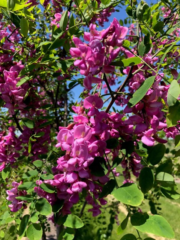 Robinia pseudoacacia 'Purple Robe' Spring Grove Nursery