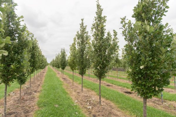 Quercus robur x Q. bicolor 'Long' - Spring Grove Nursery