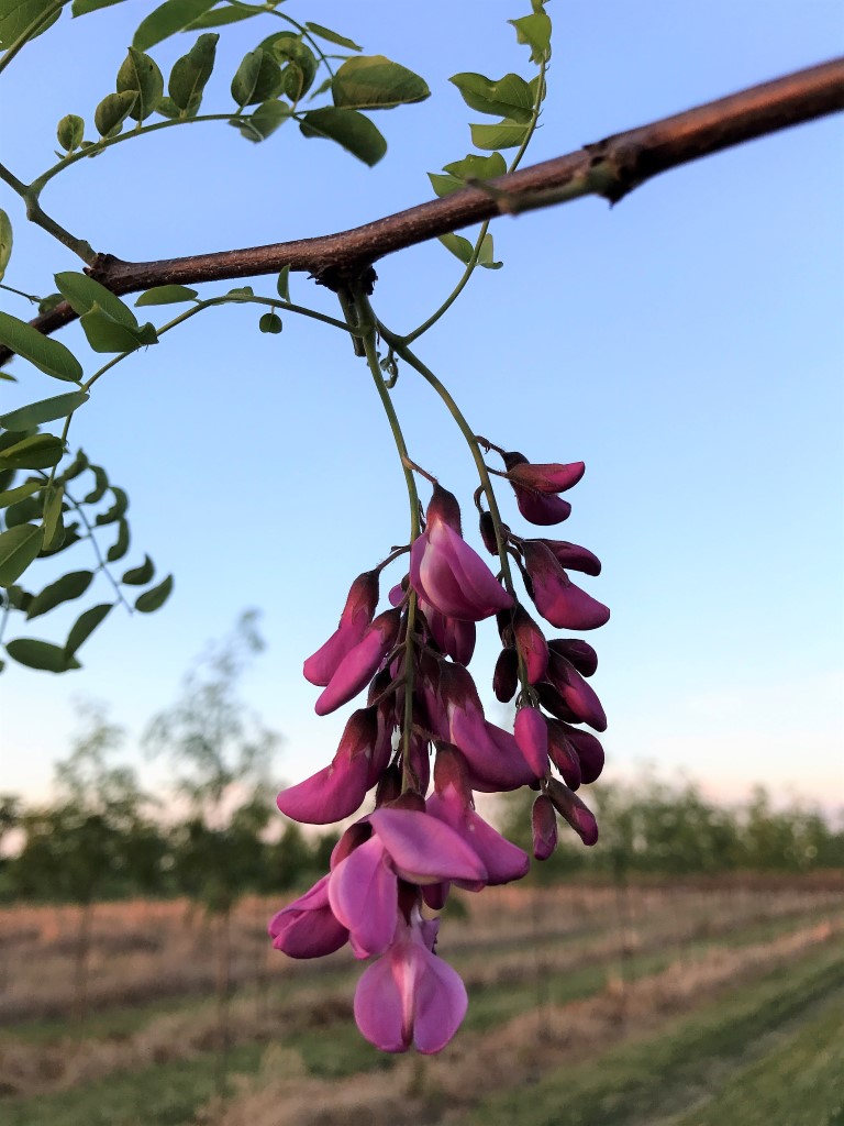 Robinia pseudoacacia 'Purple Robe' Spring Grove Nursery