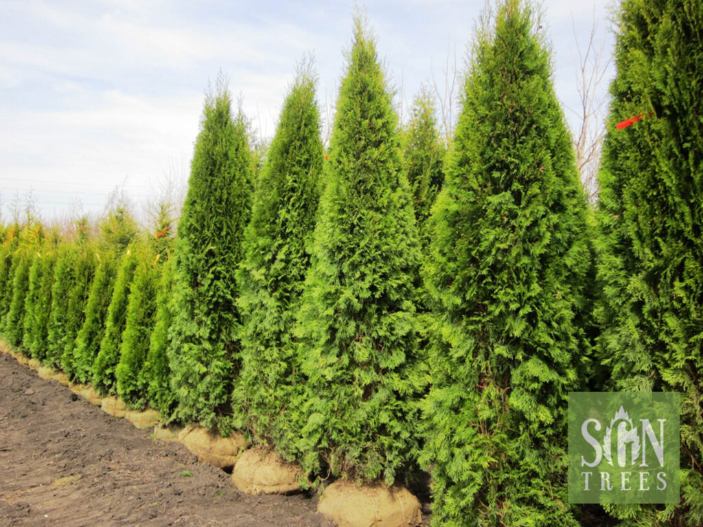 Thuja occidentalis 'Smaragd' - Spring Grove Nursery