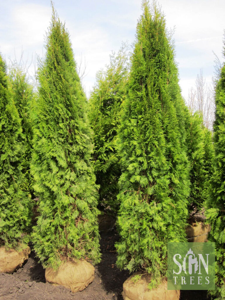 Thuja occidentalis 'Smaragd' - Spring Grove Nursery