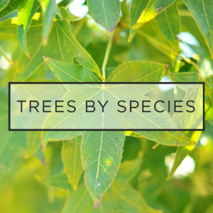 Trees by Species