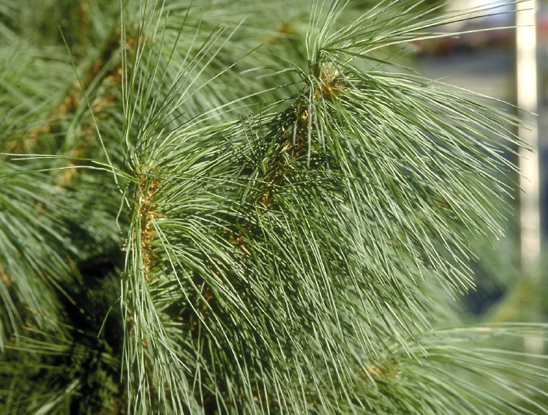 pine needles