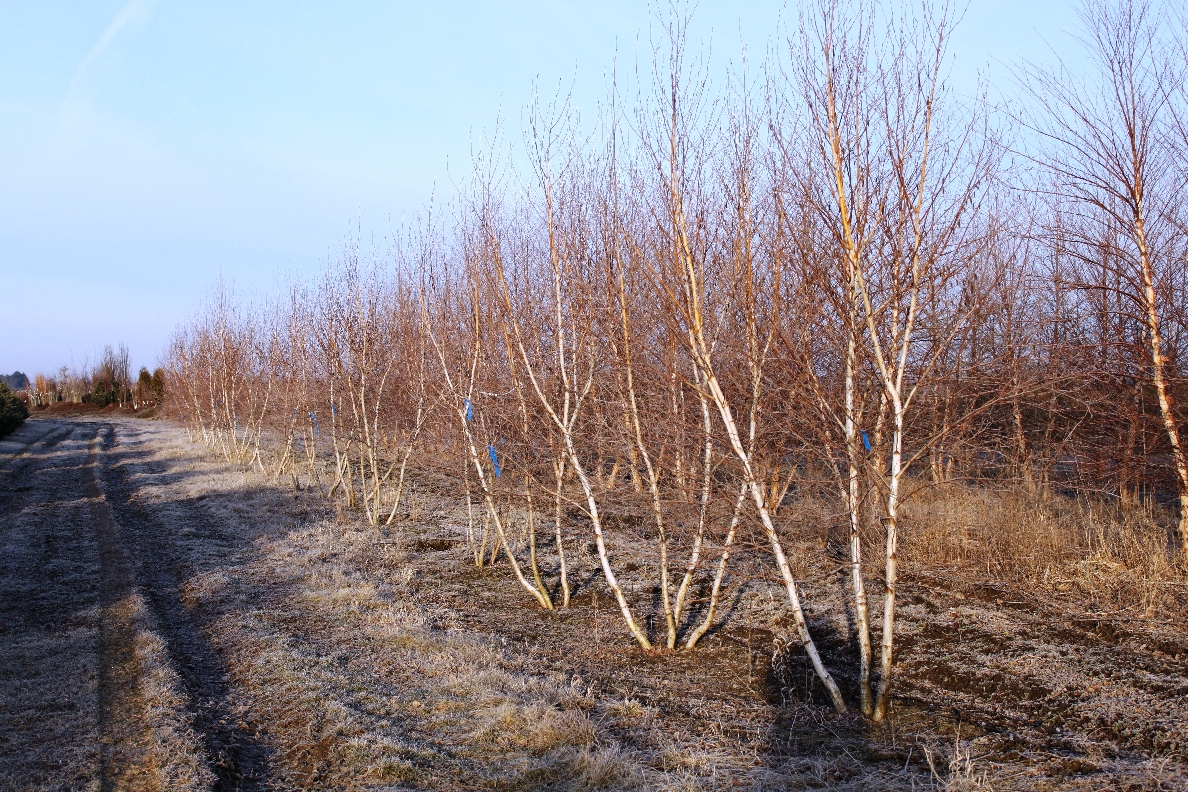 the long dark birch sapling