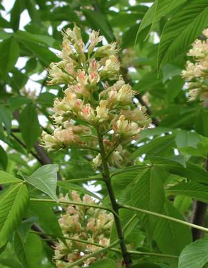 Aesculus X Arnoldiana Autumn Splendor Spring Grove Nursery