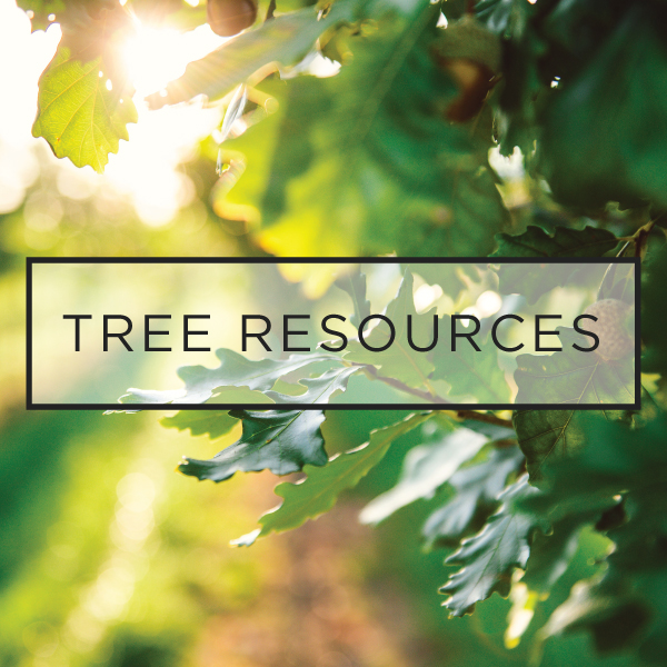 Tree Planting Progress... - Spring Grove Nursery