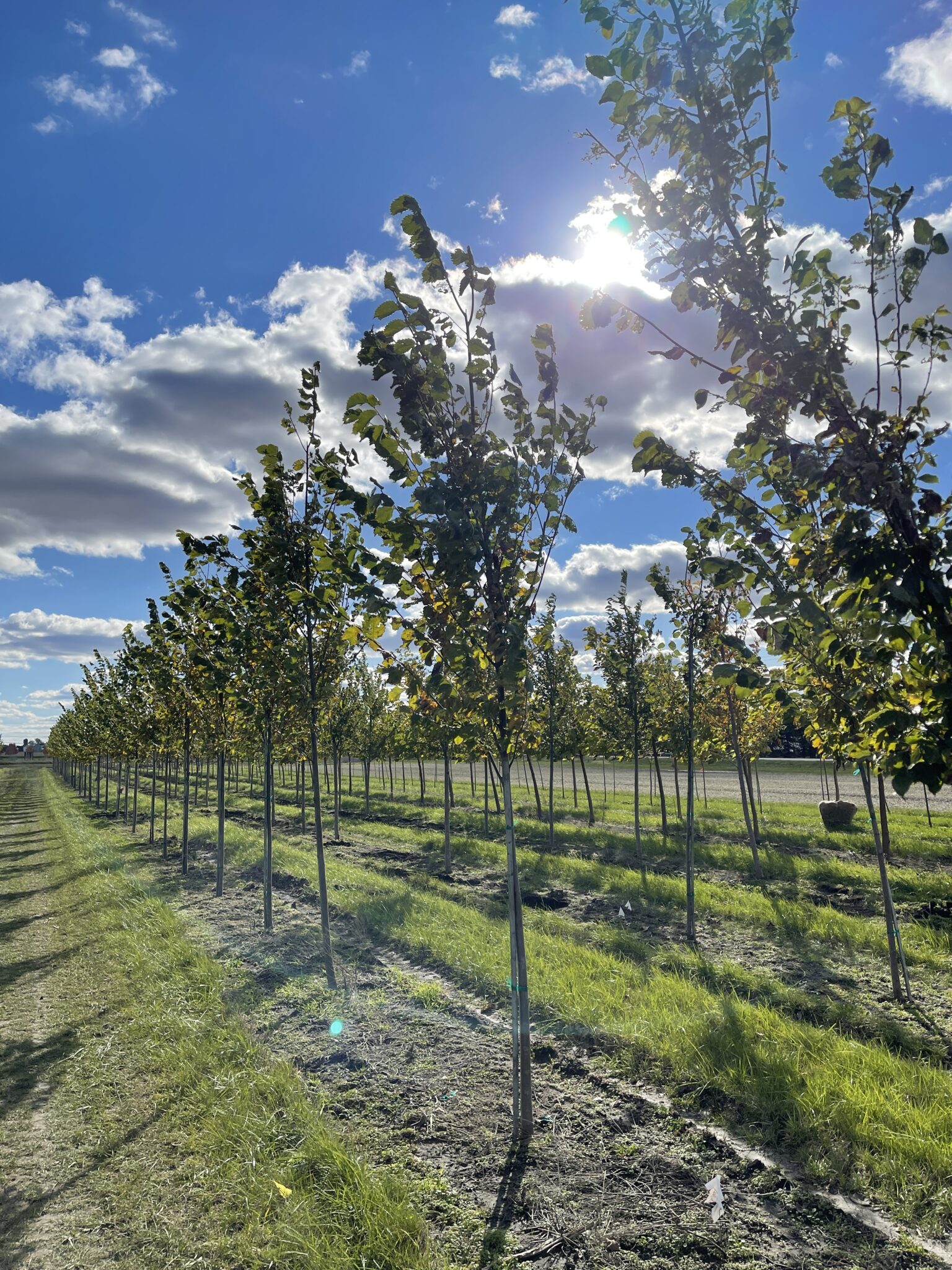 Ulmus americana 'Princeton' - Spring Grove Nursery