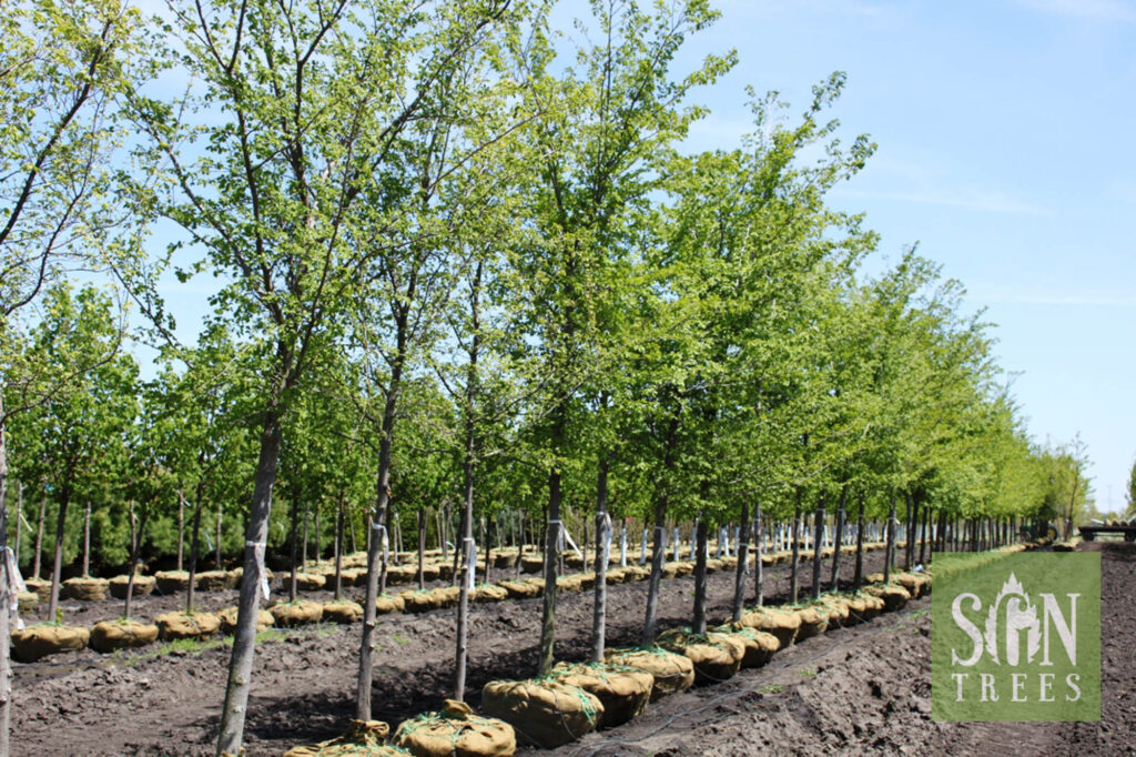 Ulmus japonica x wilsoniana 'Morton' - Spring Grove Nursery