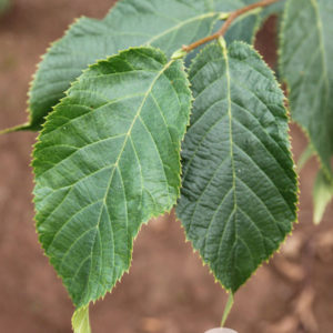 Autumn Treasure Hophornbeam
