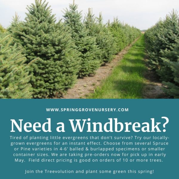 Windbreak Trees Fresh from the Field Spring Grove Nursery