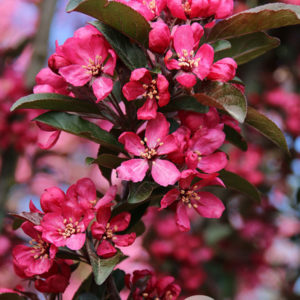 Raspberry Spear Crabapple