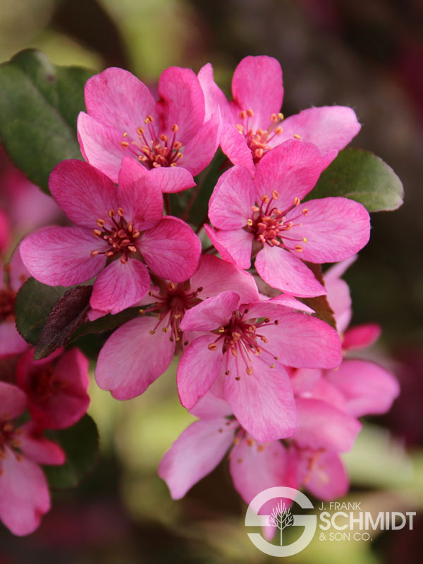 Malus JFS KW139MX Spring Grove Nursery