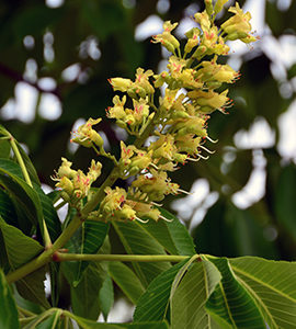 Early Glow Ohio Buckeye