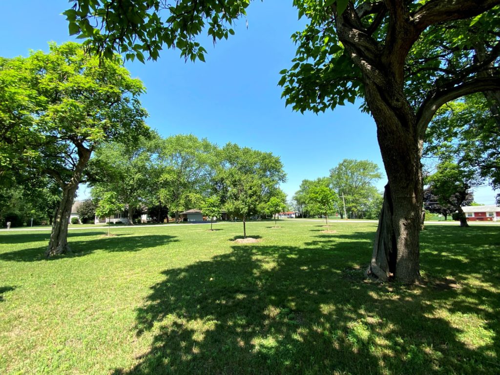 The Catalpa Canopy of Carbon Hill - Spring Grove Nursery