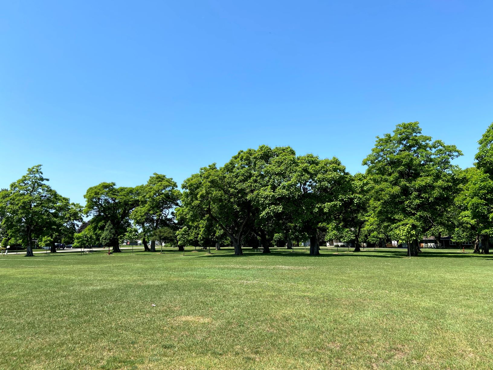 The Catalpa Canopy of Carbon Hill - Spring Grove Nursery