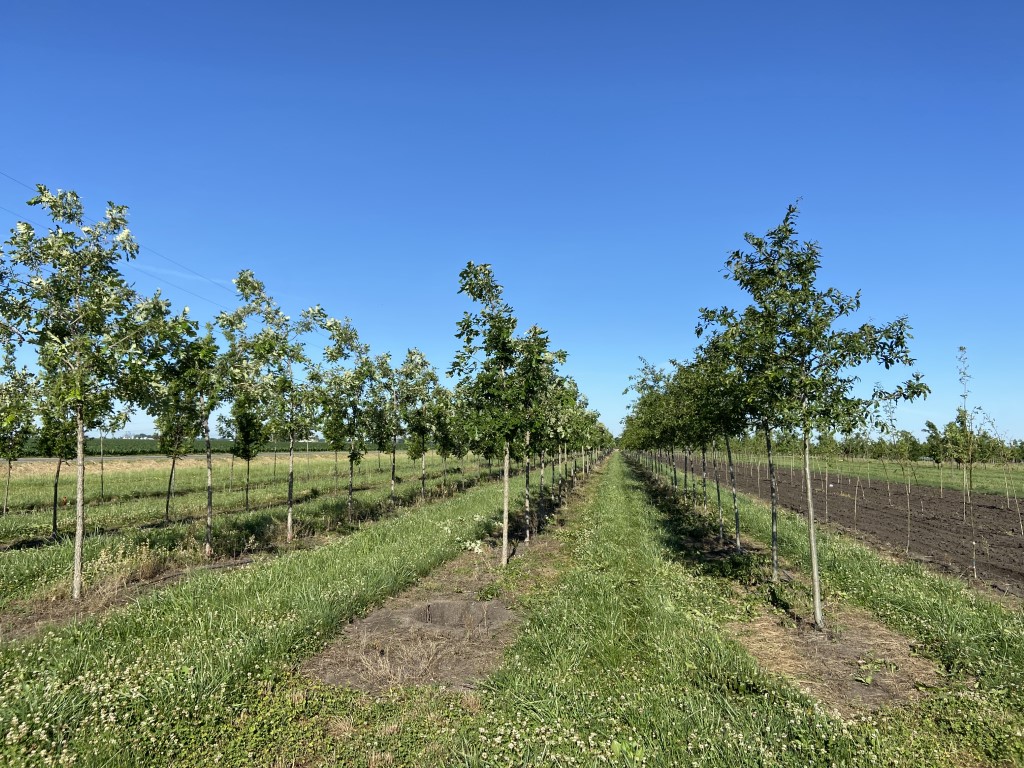 Growing Oaks at SGN Trees - Spring Grove Nursery