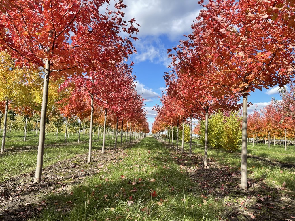 A Spectacular Fall Day! - Spring Grove Nursery