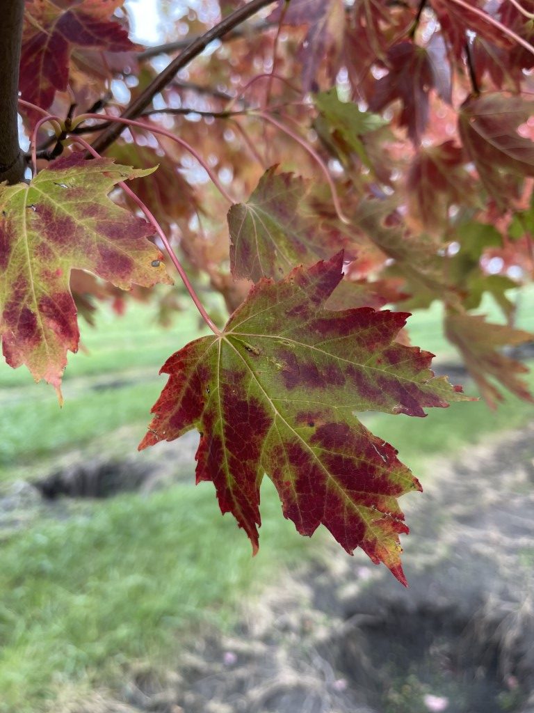 A Spectacular Fall Day! - Spring Grove Nursery