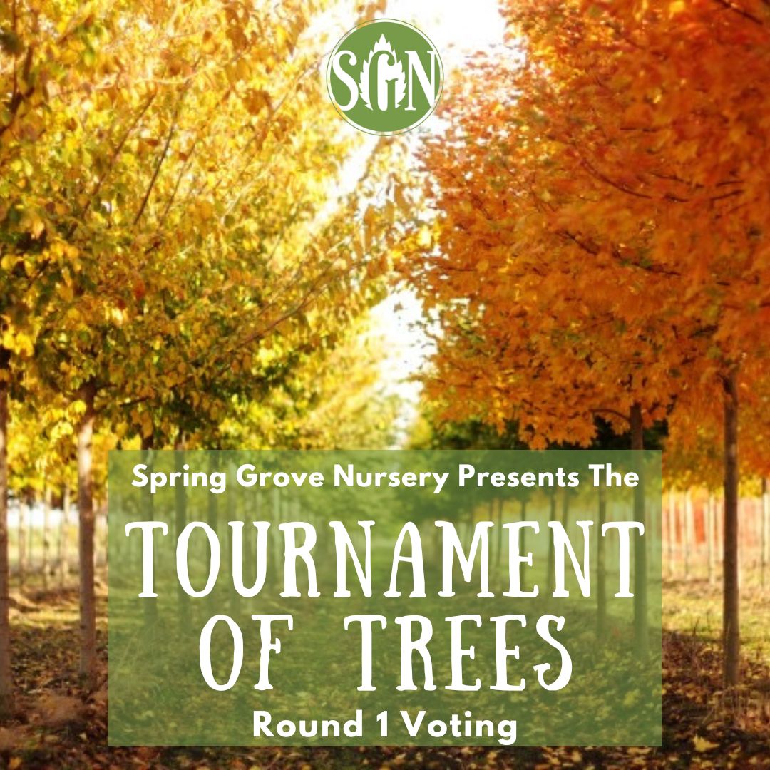 The Tournament of Trees is BACK!!!