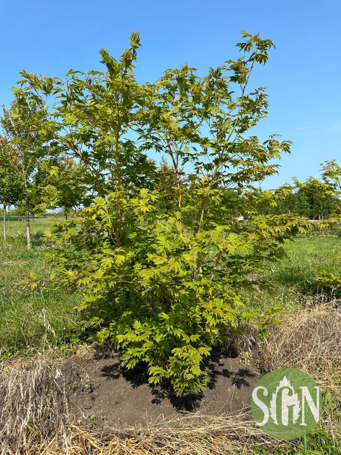 Acer pseudosieboldianum x palmatum 'Hasselkus' - Spring Grove Nursery