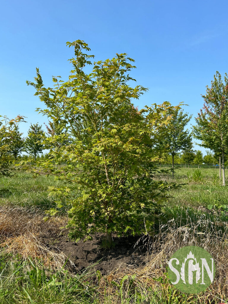 Acer pseudosieboldianum x palmatum 'Hasselkus' - Spring Grove Nursery