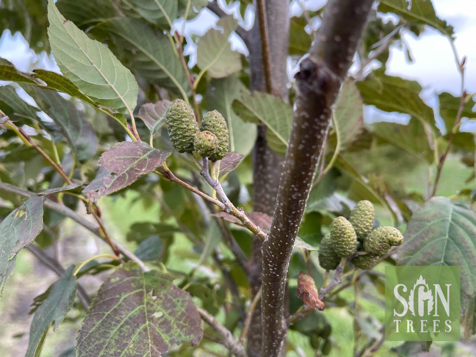Alnus x spaethii Spring Grove Nursery