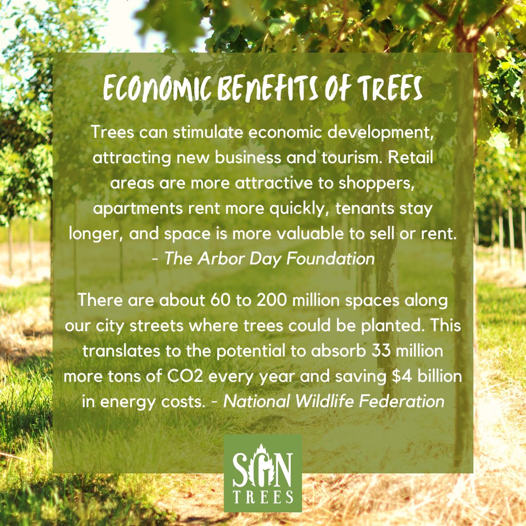The Benefits of Trees Spring Grove Nursery