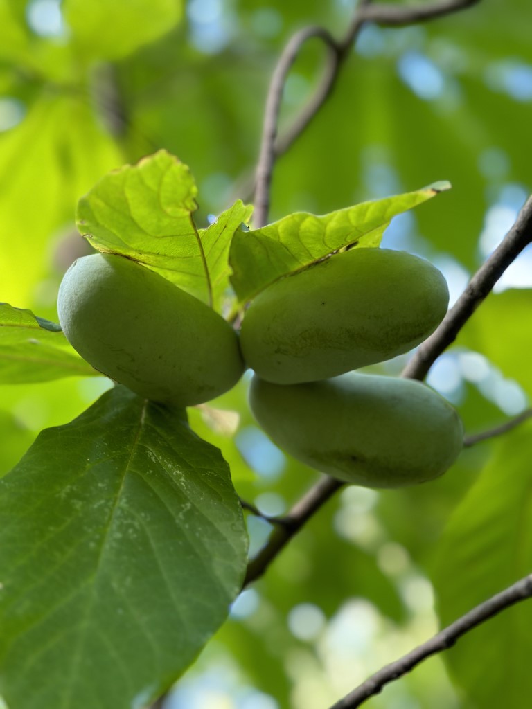 Picture Perfect Pawpaws