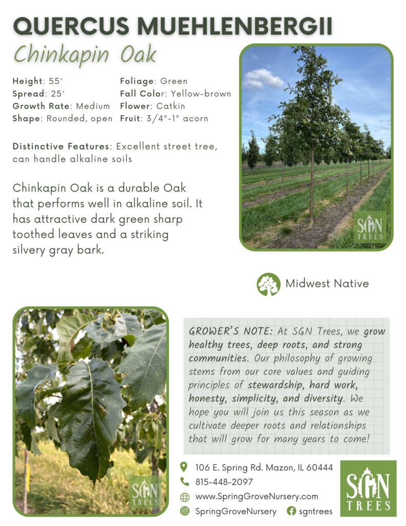 Quercus muehlenbergii - Spring Grove Nursery