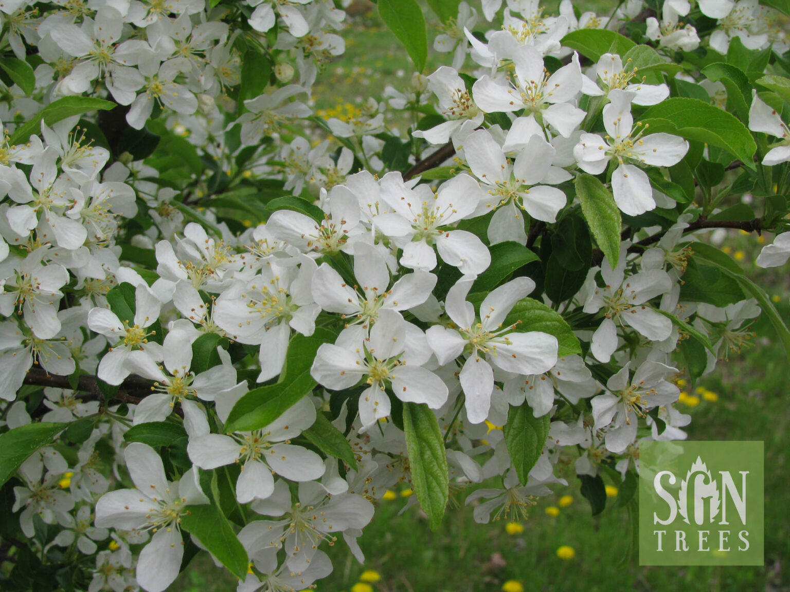 Malus 'Jewelcole' Spring Grove Nursery