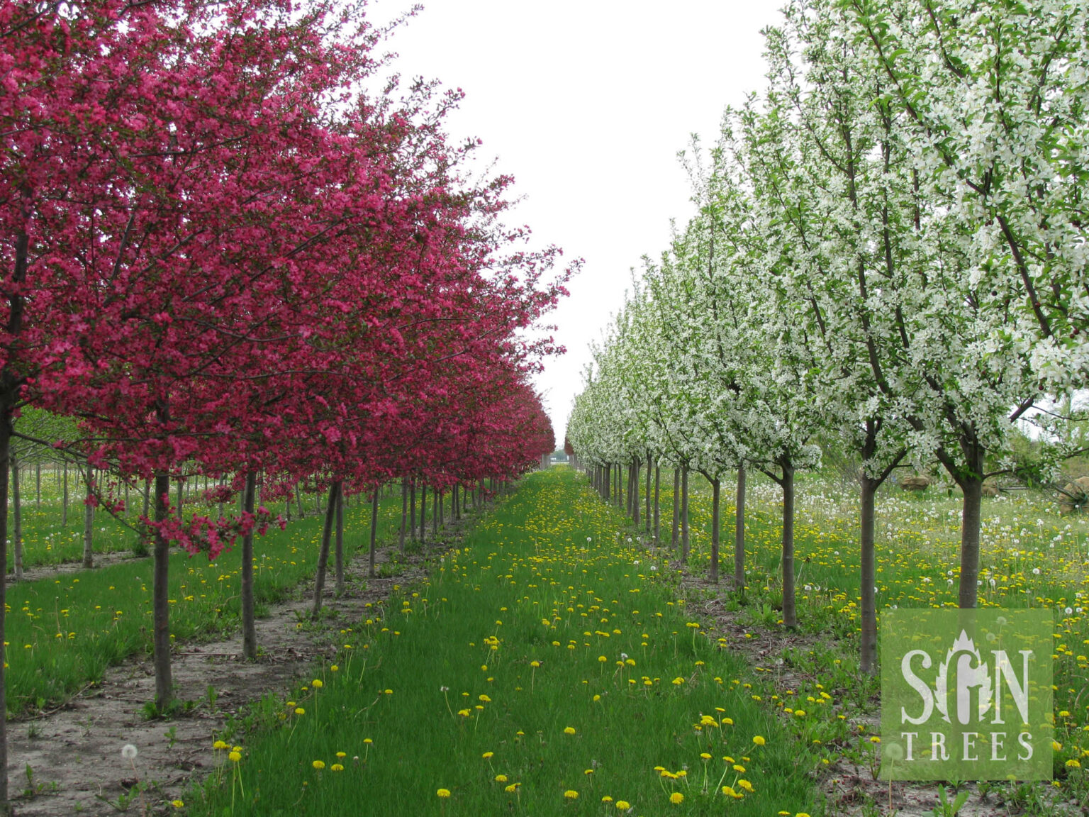 Malus 'Jewelcole' Spring Grove Nursery