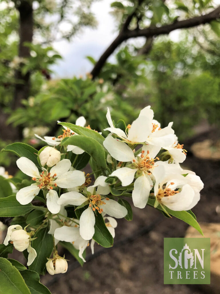 Malus 'Jewelcole' Spring Grove Nursery
