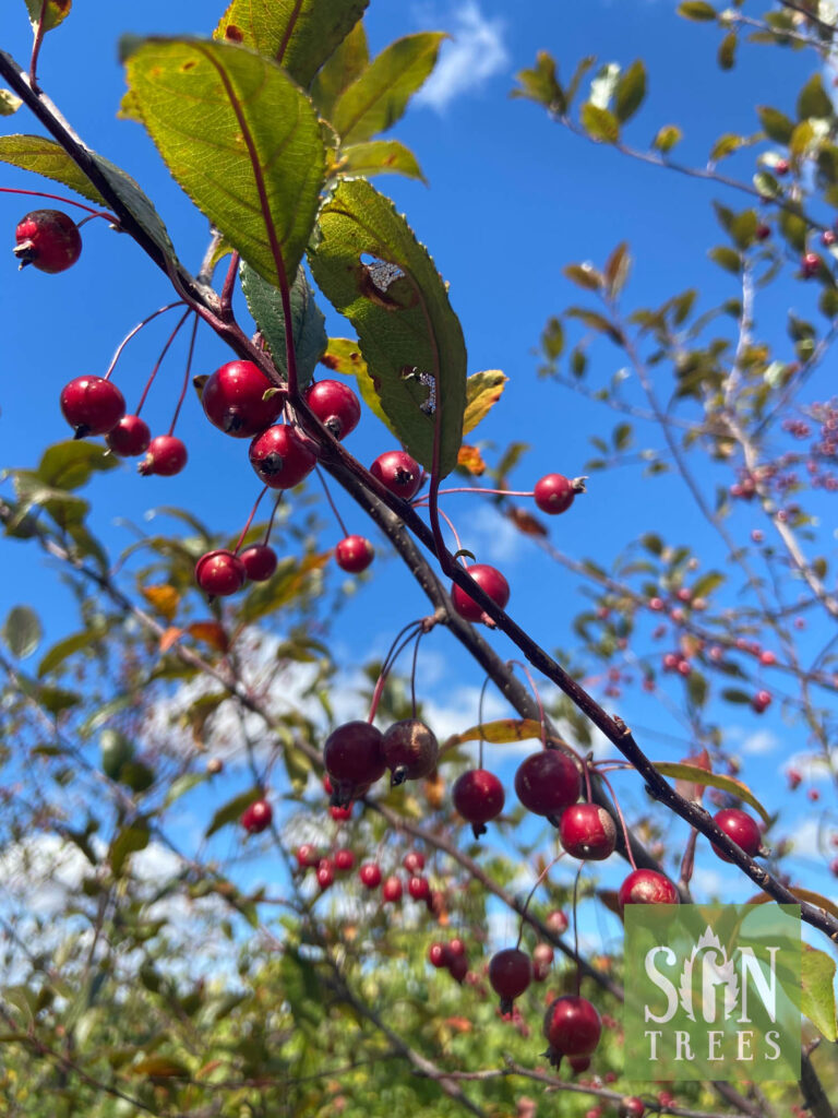 Malus 'Jewelcole' Spring Grove Nursery