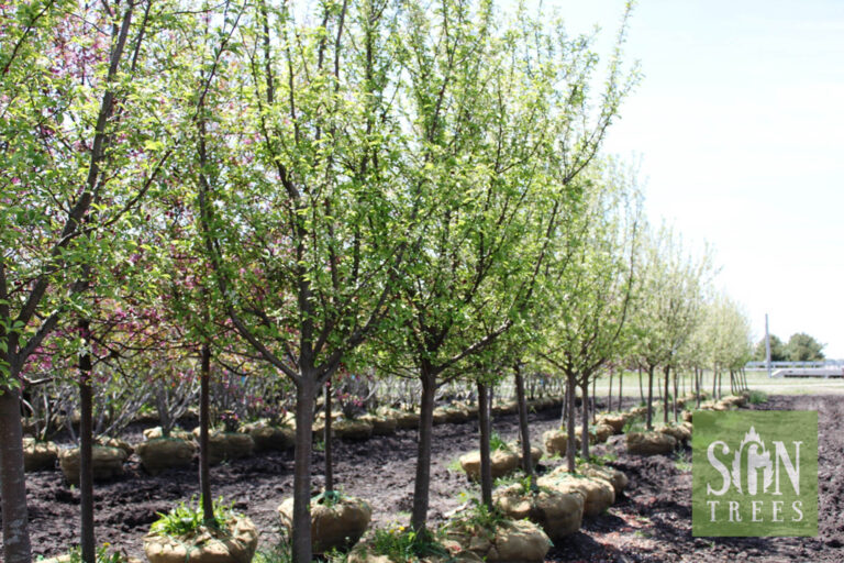 Malus 'Jewelcole' Spring Grove Nursery