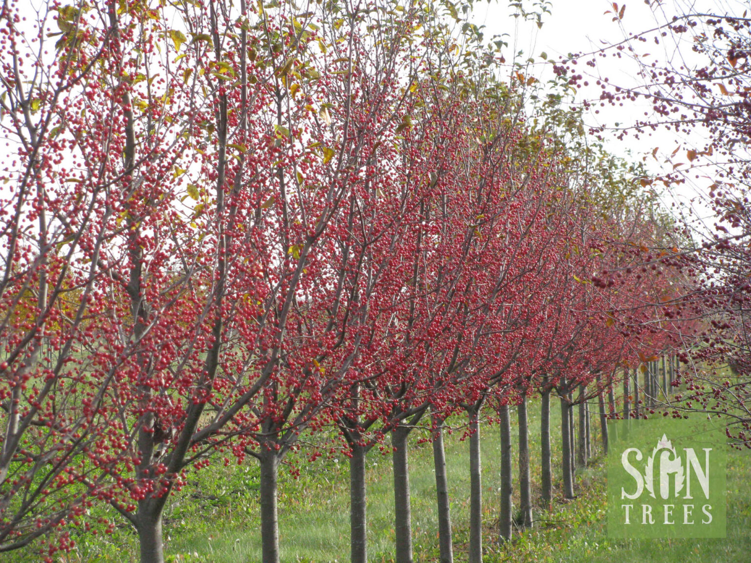 Malus 'Jewelcole' Spring Grove Nursery