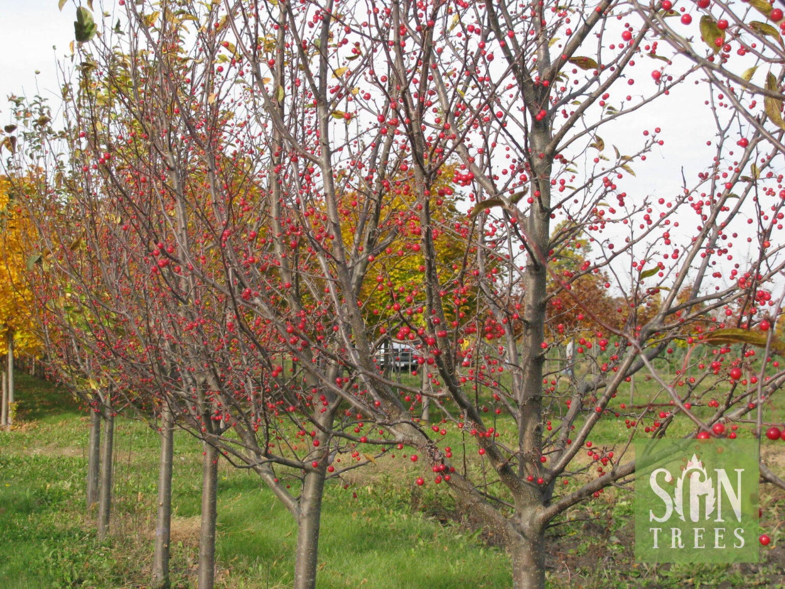 Malus 'Jewelcole' Spring Grove Nursery