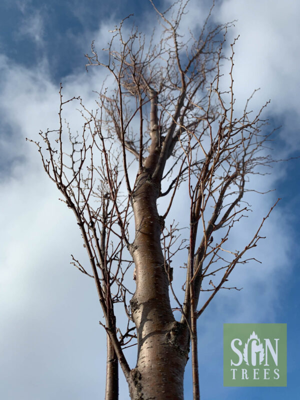 Bare branches of Zelkova serrata Musashino tree for sale against blue sky