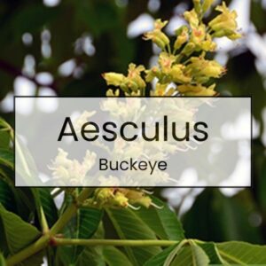 Aesculus – Buckeye