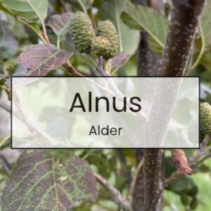 Alnus – Alder