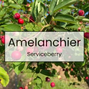 Amelanchier – Serviceberry