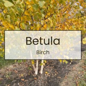 Betula – Birch